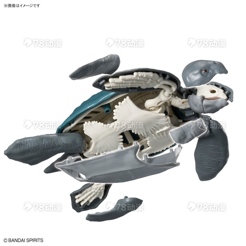 Kit modello originale Bandai P - Model Kit Dinosaur Bandai recensione e prezzo